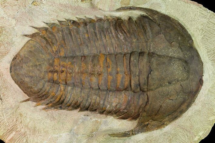 Rare, Homalonotid (Iberocoryphe?) Trilobite - Agdez, Morocco #171536